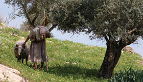 shepherd