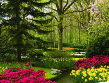 beautiful garden