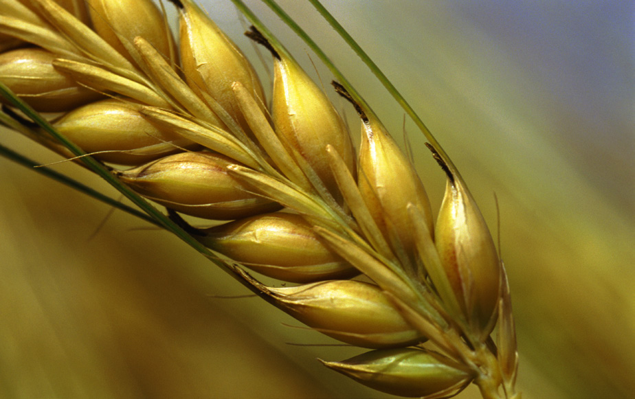 wheat